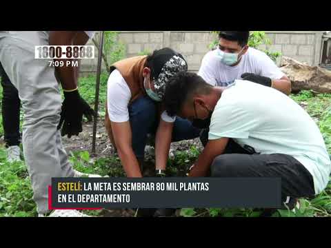Estelí se propone la meta de sembrar más de 80 mil plantas - Nicaragua
