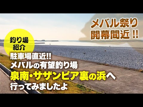 駐車場直近!! メバルの有望釣り場、泉南･サザンピア裏の浜へ行ってみましたよ〜せんなん〜わかやまライブショット第２章Vol.35~