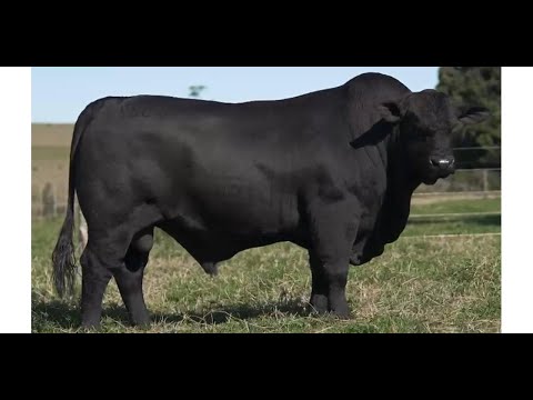 HUMMER - Brangus