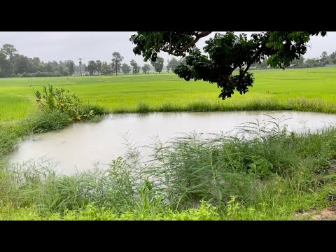 เห็นแล้วคิดฮอดปีก่อนๆ-ทุ่งนาสี เห็นแล้วคิดฮอดปีก่อนๆ-ทุ่งนาสี