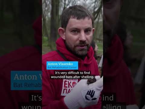 200 rescued bats released in Kyiv | DW Shorts
