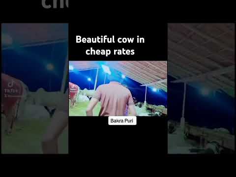 beautiful cow in cheap rates #cow #cowmandi #beautifulcows #malirmandi2024 #viralvideo #highwaymandi