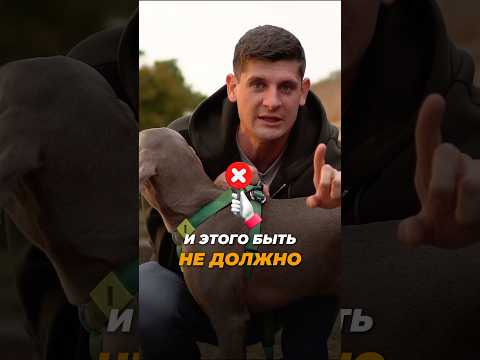 Правильная и НЕправильная шлейка 🎬 Как научиться их отличать?