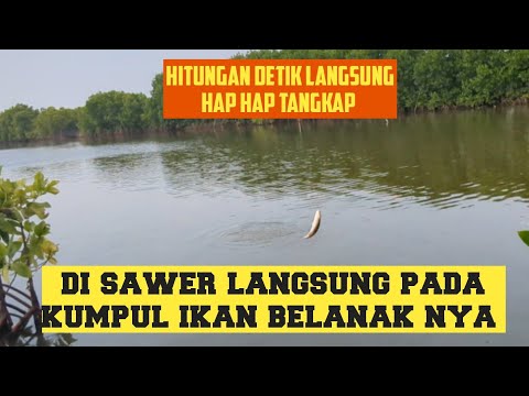 Saweran pertama langsung pada kumpul ikannya ❗❗ mancing belanak di tambak jebol