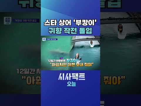 [시사팩트 <strong>오늘</strong>] 60만 명이 보러 온 <strong>부산</strong> 스타 상어 '부캉이'…"아쉽지만 이젠 보내 줘야" #shorts