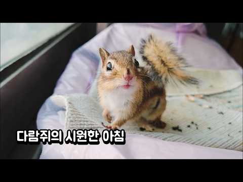 다람쥐의 시원한 <strong>아침</strong>