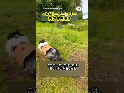 【神技】天才ボーダーコリー|PECO