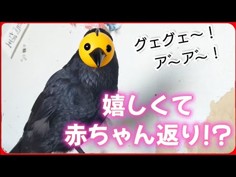 【思わずヒナがえり】宝物をくわえて大騒ぎ！こどもの日ゆえに？20260505、カラス＆四つ足クインテット（仮）