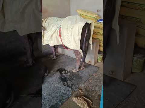 Shivering of buffalo due to high temperature