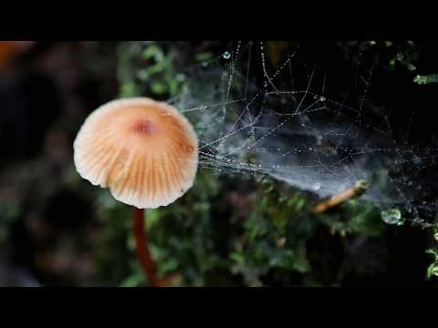 Live: Night journey into Yunnan's Pingbian Dawei Mountain's rainforest