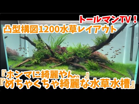 1200凸型 THEネイチャーアクアリウム水槽 ホンマに綺麗です…