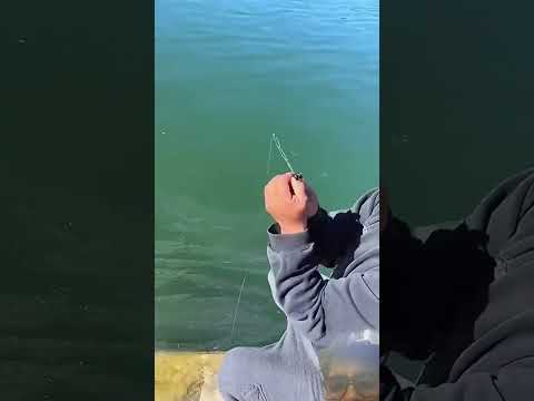 Fishing #fishing #viral #shortsfeed #cartoon #trending #tranding #viralvideos