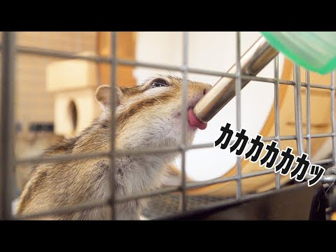 水を飲むシマリスをスローで見てみよう