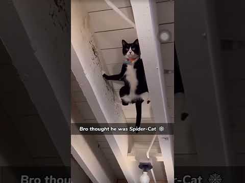 Spider-cat 🕸🕷 #funny #cat #spiderman