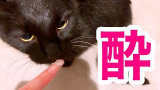 【歌枠】酔っぱらったのでうたわくするってわけ！！【#柾花音】