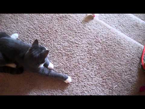 Cat vs Mouse or How the Mouse Tricked the Cat