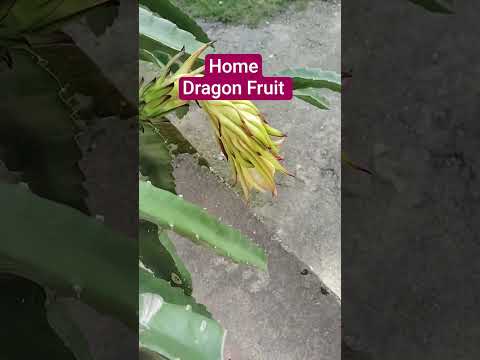 Dragon Fruit cultivation #trending #fruit #garden #ytshorts