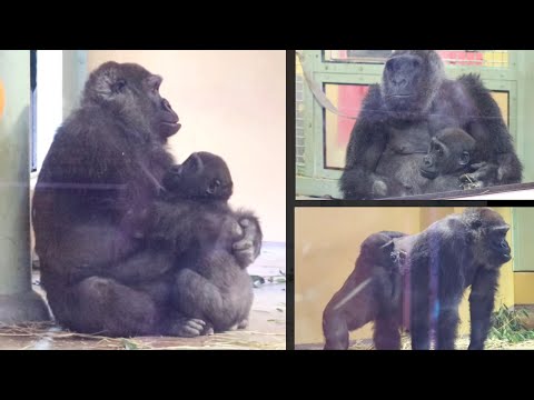 何が起きた⁉︎ とても怖がって怯える幼い息子を守る母ゴリラ⭐️Gorilla【京都市動物園】Genki protected her son, who is anxious and frightened