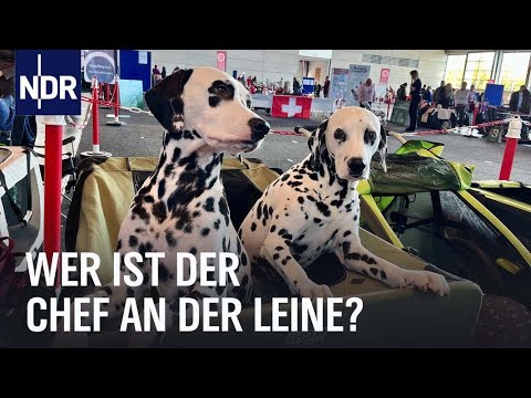 Auf den Hund gekommen: Wer ist der Chef an der Leine? | die nordstory | NDR Doku