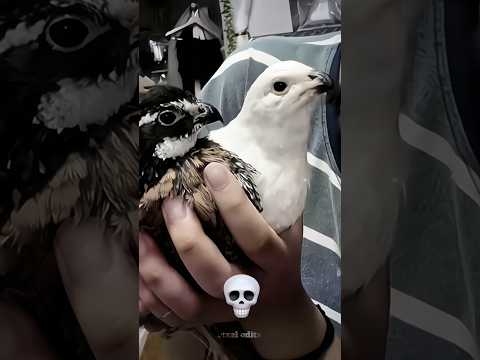 bird screaming 😱 #edit #shorts