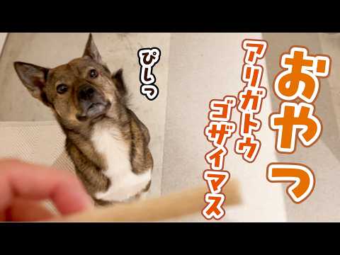 「チャーリーは野犬時代、苦労したんだろうねえ」とおやつで労いました