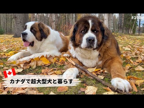 ボツ・未使用動画集 12【超大型犬3頭とカナダで田舎暮らし・海外生活】