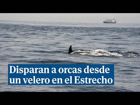 Captan imágenes de los ocupantes de un velero disparando a un grupo de orcas en el Estrecho