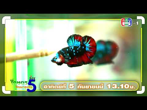 PROMOTE-EP65-เลี้ยงปลากัดสร้าง PROMOTE-EP65-เลี้ยงปลากัดสร้าง