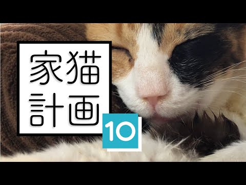 ねことまひるの最新動画｜YouTubeランキング