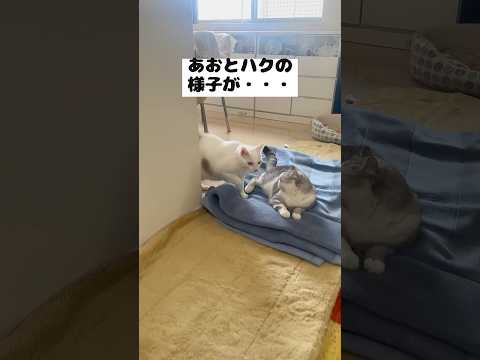 弟猫のヤンキーみたいな威圧が可愛い（笑）