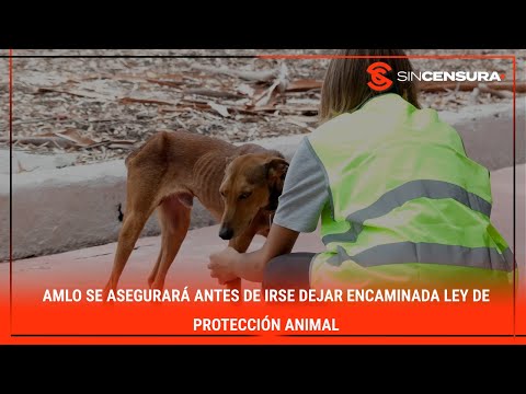 #AMLO se asegurará antes de irse dejar encaminada LEY DE PROTECCIÓN ANIMAL