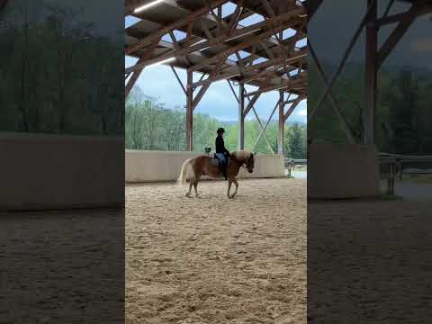 #cheval #dressage #haflinger #poney #cavalier