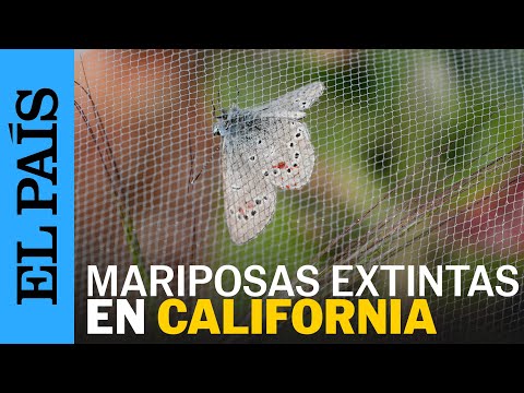 AMÉRICA FUTURA | Mariposas sustituyen a sus parientes extintas | EL PAÍS