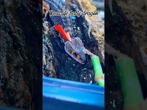 My real tiny dragon 🐲 #reptiles #pets  #dragon #dinosaur #fypシ #newguinea #uk #exotic #skink