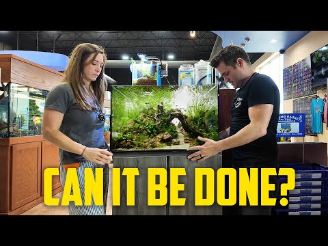 Can We Replicate a Professional Scape For Dallas N In this video..

Shawn, Chelsie and Evie take on another Planet Aquarium aquascape, this time at Dal