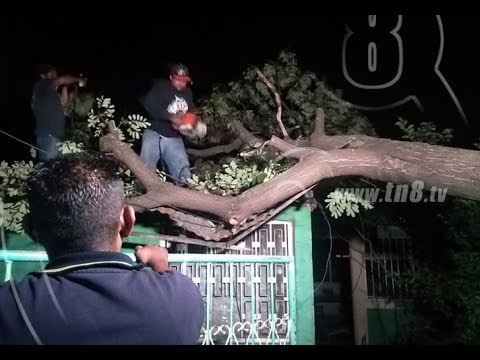 Tres viviendas afectadas en Managua, Nicaragua al colapsar un frondoso árbol