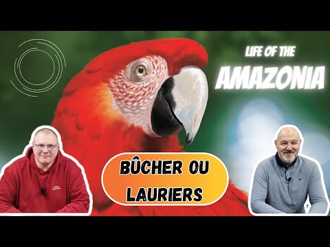 Bûcher ou Lauriers ? Life Of The Amazonia