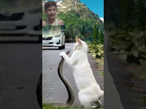 Long Cobra And White Cats  #wildlifeentertainment