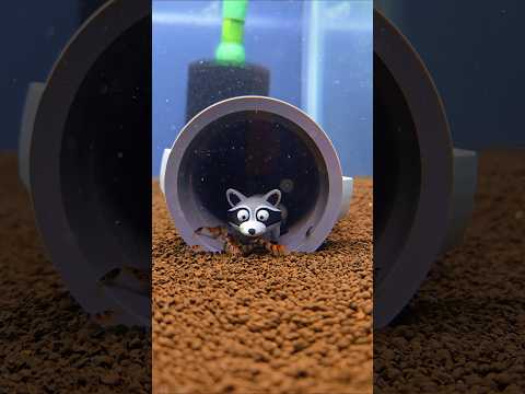 Trash Panda Shrimp #racoontiger #funny #cute #shri 