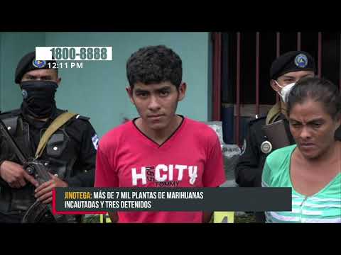Policía incautó más de 7 mil plantas de marihuana en Jinotega - Nicaragua