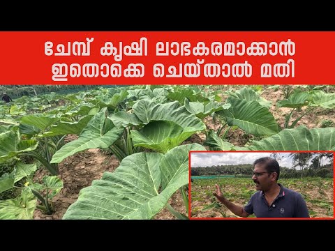 ചേമ്പ് കൃഷി ചെയാൻ ആഗ്രഹിക്കുന്നവരും, ചെയ്യുന്നവരും ഈ വിഡിയോ മുഴുവൻ കാണുക | ചേമ്പ് കൃഷി | Colocasia