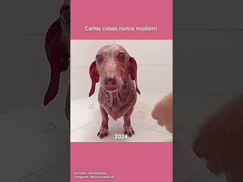 Certas coisas nunca mudam! #salsichinha #cachorro #funnydogvideos