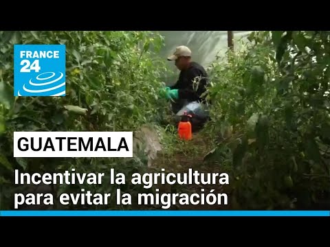 Guatemala: FAO capacita jóvenes agricultores como método para mitigar la migración • FRANCE 24