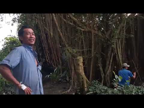 Ghé thăm a trí vác đường nước ngập,vườn mít nhà e cũng ngập 