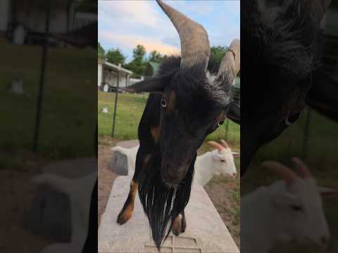 # #fypシ #goat #farmfun