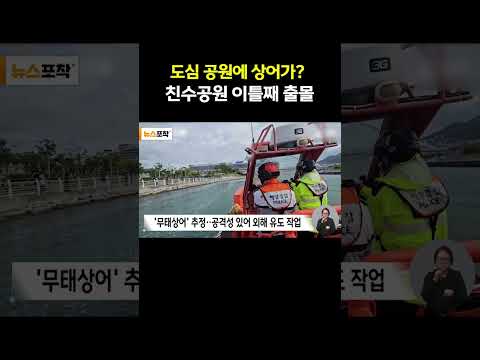 도심 공원에 <strong>상어가</strong>? 친수공원 이틀째 출몰
