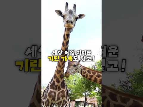 가을엔 🌿와일드 사바나 익스페디션🌿