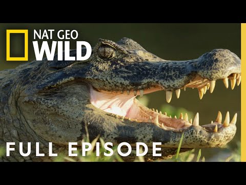 Jaguar vs. Croc | Full Episode