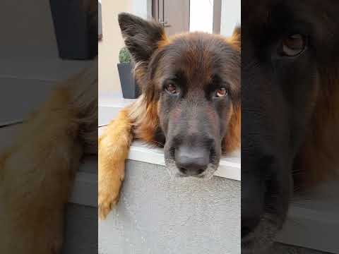 I'm Cute?? Evo the German Shepherd Dog