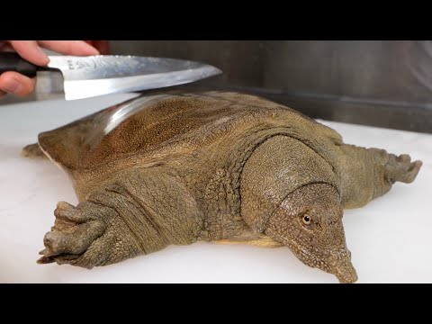 素潜り漁師 マサル Masaru のyoutubeチャンネル情報 Gluglu グルグル By Grape 素潜り漁師 マサル Masaru のyoutubeチャンネル情報 Gluglu グルグル By Grape